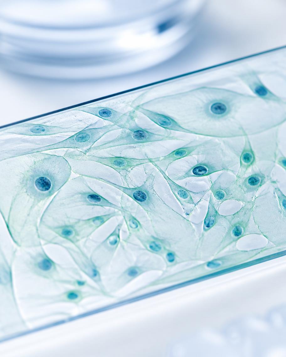 Cellular structures viewed through a microscope. Illustrative science image, not a ReGenM facility photograph.